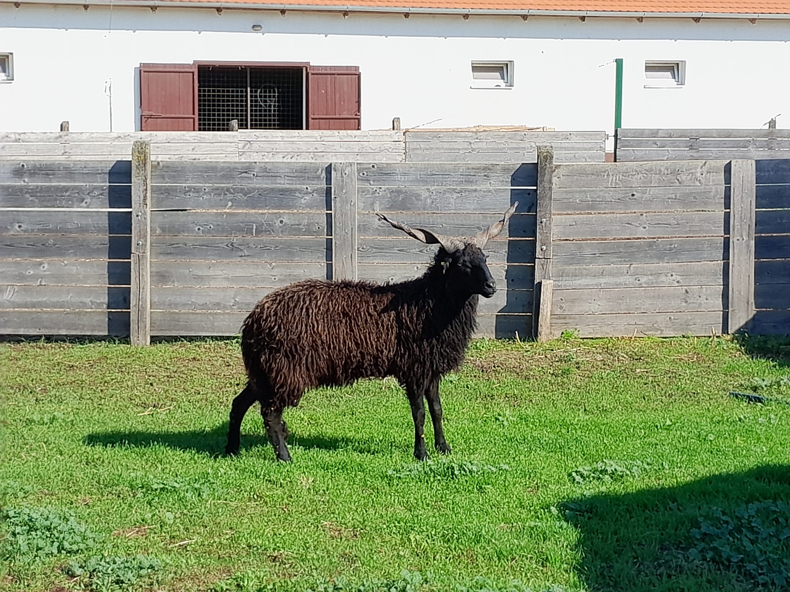 "A” törzskönyvi besorolású tenyész kos értékesítés