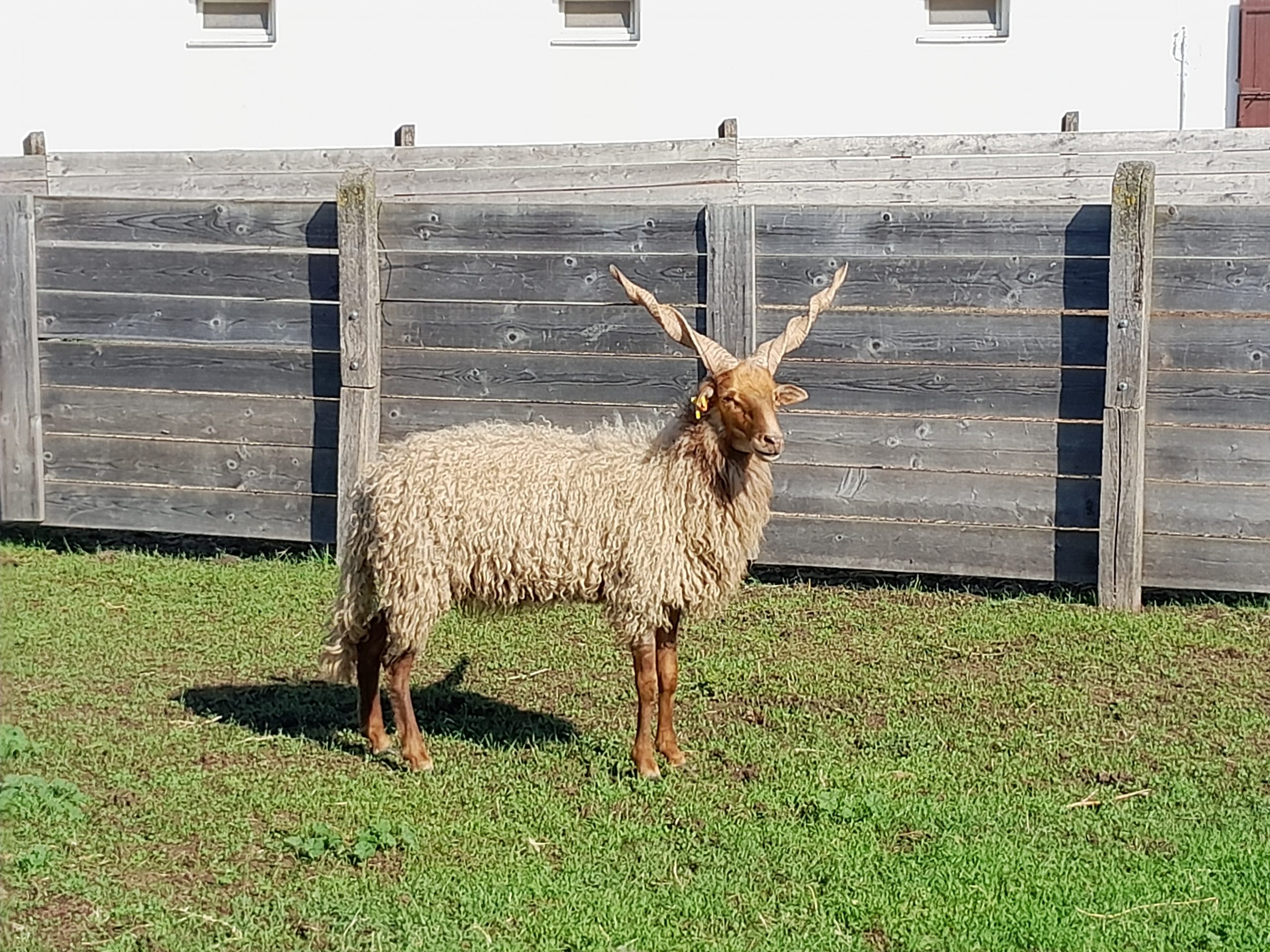 "K” törzskönyvi besorolású tenyész kos értékesítés