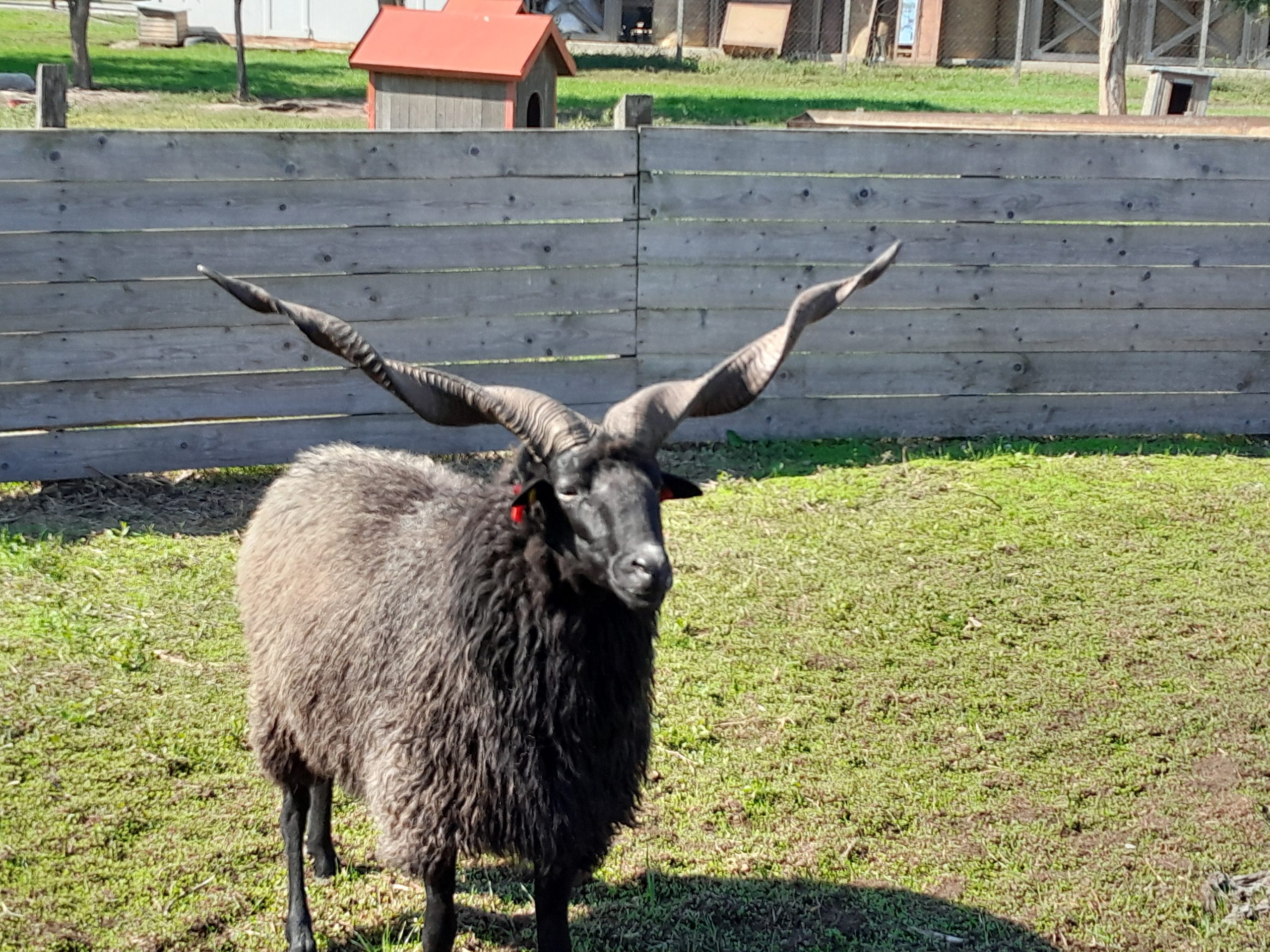 "A” törzskönyvi besorolású tenyész kos értékesítés