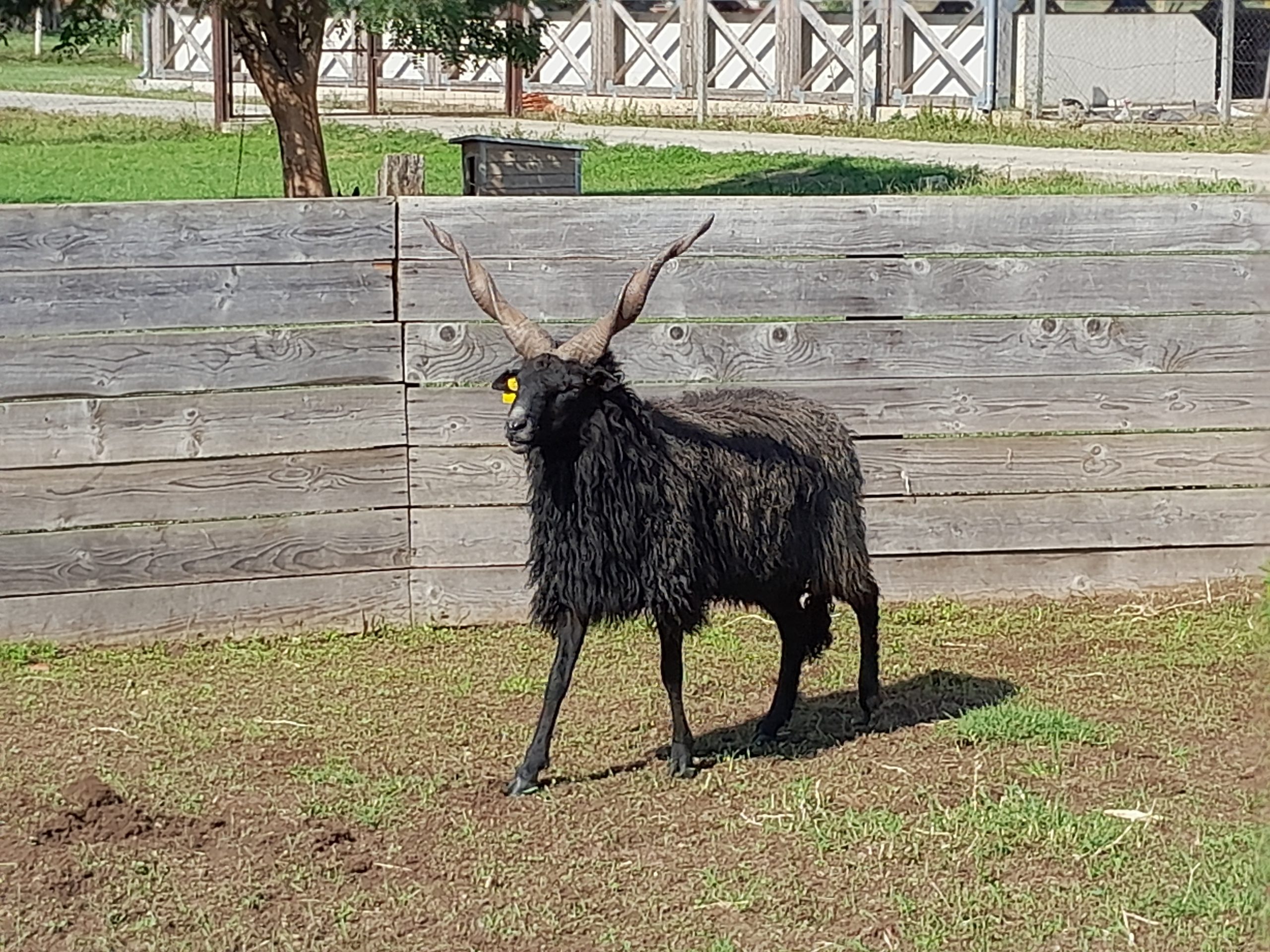 "A” törzskönyvi besorolású tenyész kos értékesítés