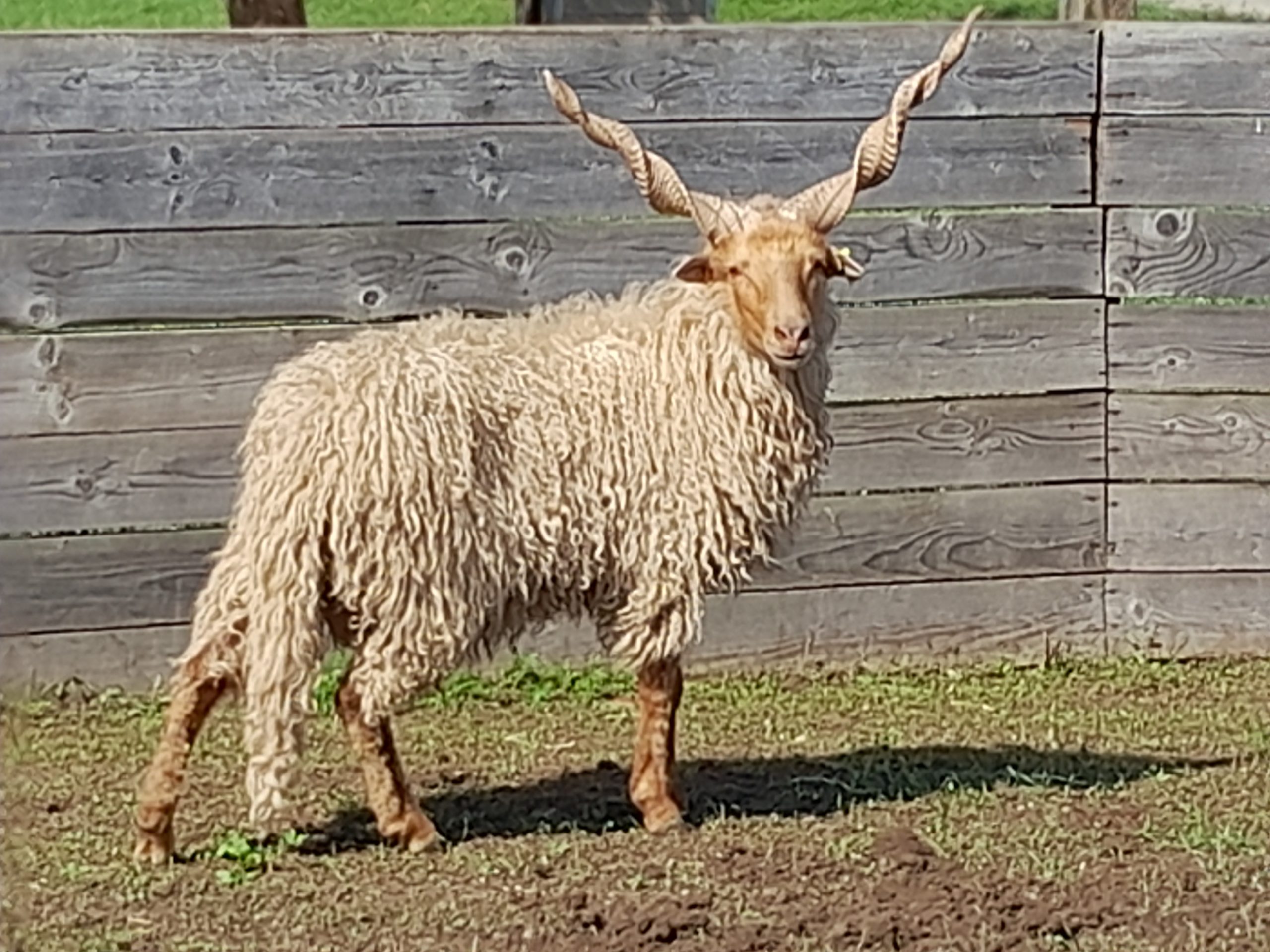 „A” törzskönyvi besorolású kos értékesítése